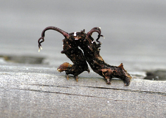 Entomologist Baffled By Bizarre-Looking Caterpillar With Sound-Sensitive Tentacles