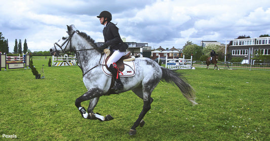 Horse Whipping Video Exposes Dark Side of Olympic Equestrian Sports