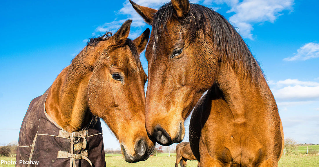 Horses Use Symbols to Communicate Their Blanket Preference