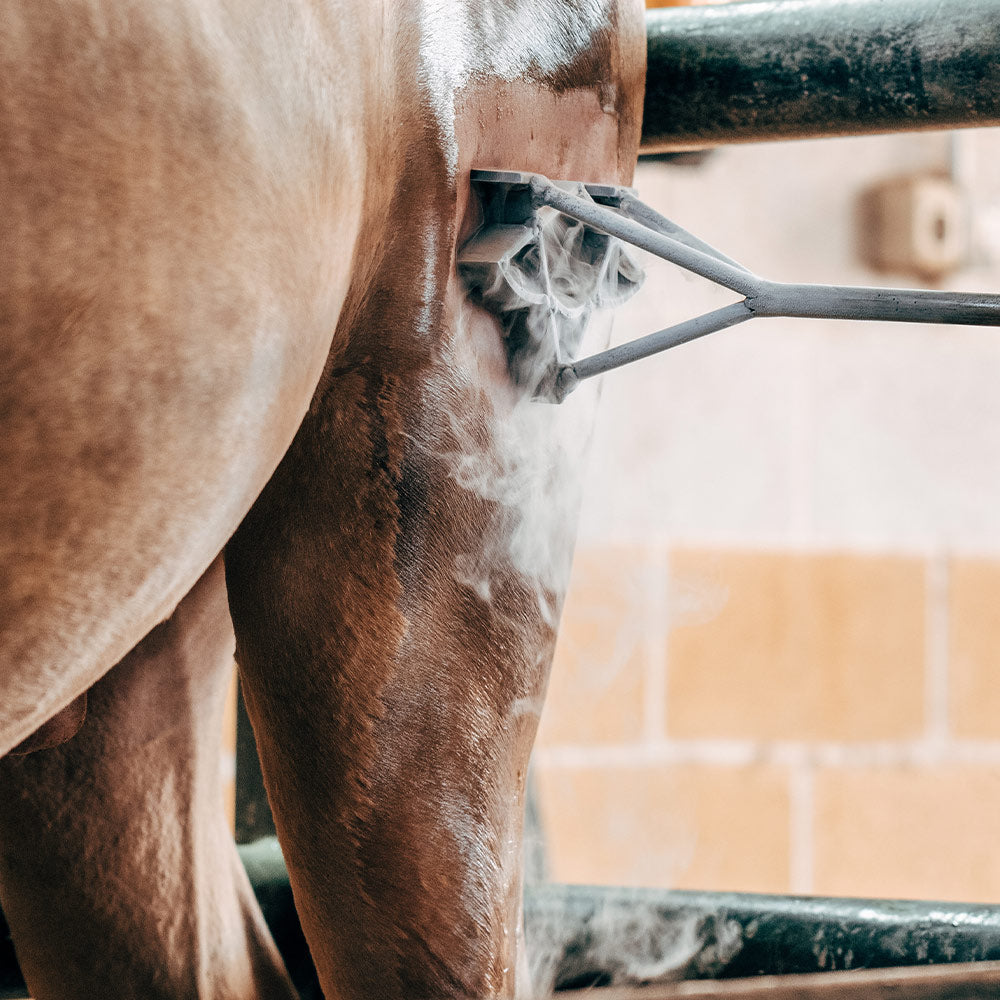 End The Agony And Ban Horse Branding Across America