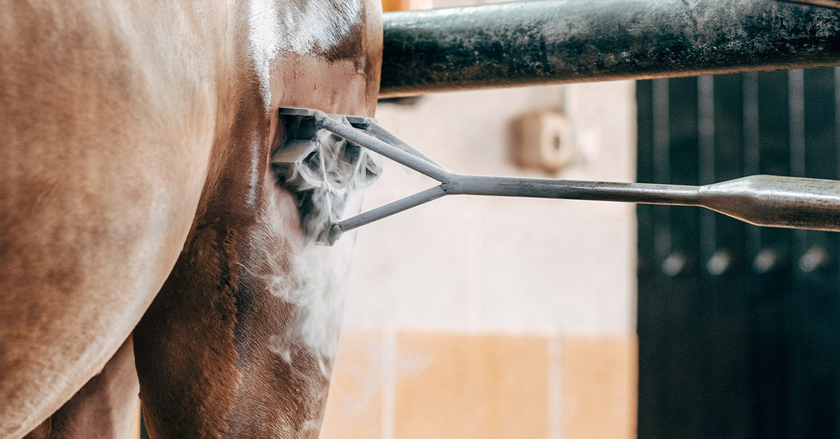 Branding Burns Go away Horses in Agony as Custom Overrides Welfare Branding Burns Go away Horses in Agony as Custom Overrides Welfare