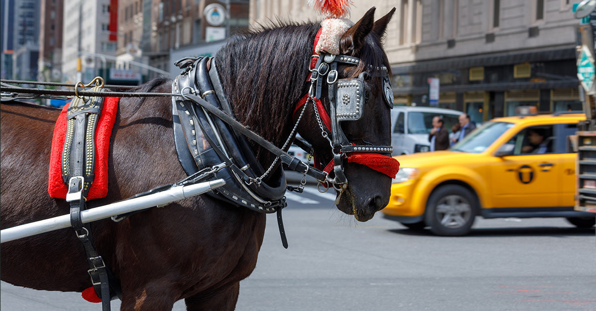 New York City Passes Bill to Ban Horse-Drawn Carriages | The Animal ...