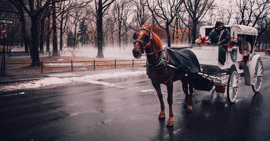 New Yorkers Clash Over Carriage Horses As Tragedies Mount
