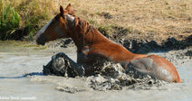Horse Trapped in Deep Mud and Floodwater Frees Itself