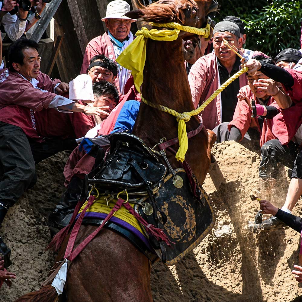 Stop Horse Abuse at Japan’s Rising Horse Festival | The Animal Rescue Site