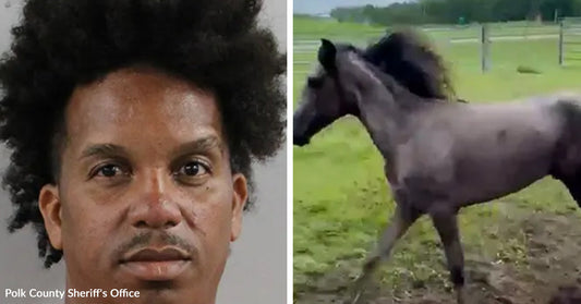 Split image showing a mugshot-style photo of a man beside a dark horse walking in a grassy field.