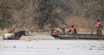 Rescue boat crew in orange life jackets approaches a horse standing chest-deep in floodwater near bare trees.
