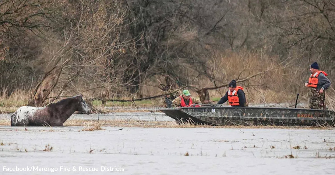 Rescue boat crew in orange life jackets approaches a horse standing chest-deep in floodwater near bare trees.