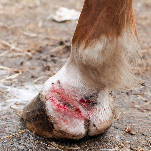 A horse's lower leg and hoof show a raw, bloody wound near the coronet band while standing on muddy ground scattered with straw.