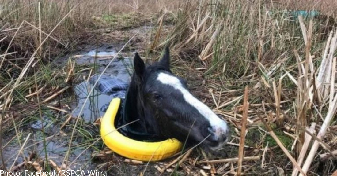 Horse Stuck Up To Her Neck In Muddy Bog Is Pulled To Safety