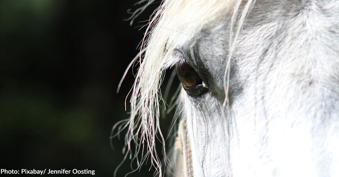 See the World Through The Eyes Of A Horse