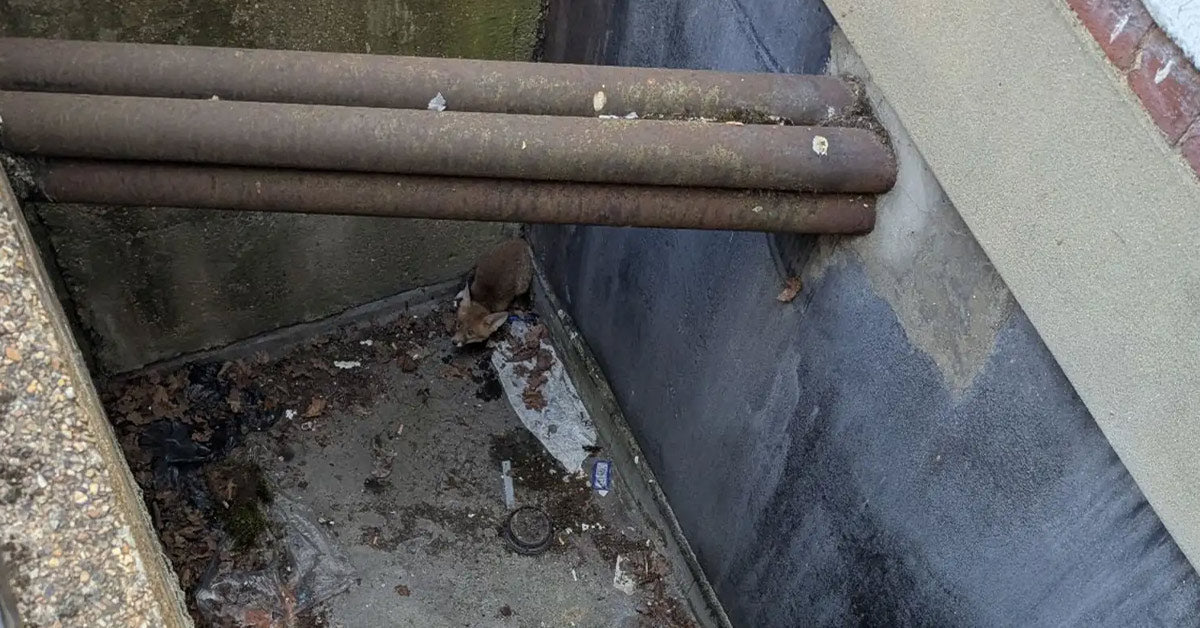 Hospital Workers and RSPCA Spot Shivering Animal At Backside Of Sewer Drain Hospital Workers and RSPCA Spot Shivering Animal At Backside Of Sewer Drain