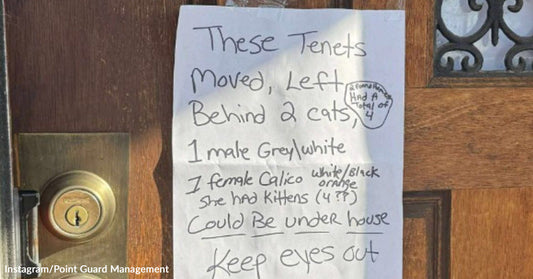 Sign on a door about two abandoned cats needing to be found.