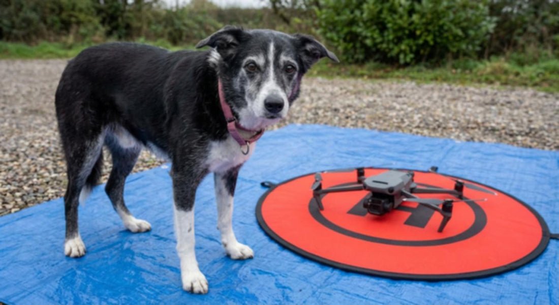 A black and white dog stands beside a drone on a landing pad.