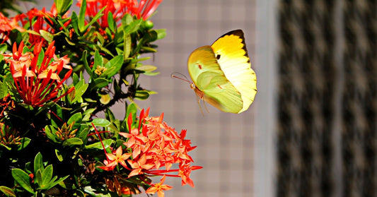 Scientists Finally Solve Mystery Behind How Butterflies Fly