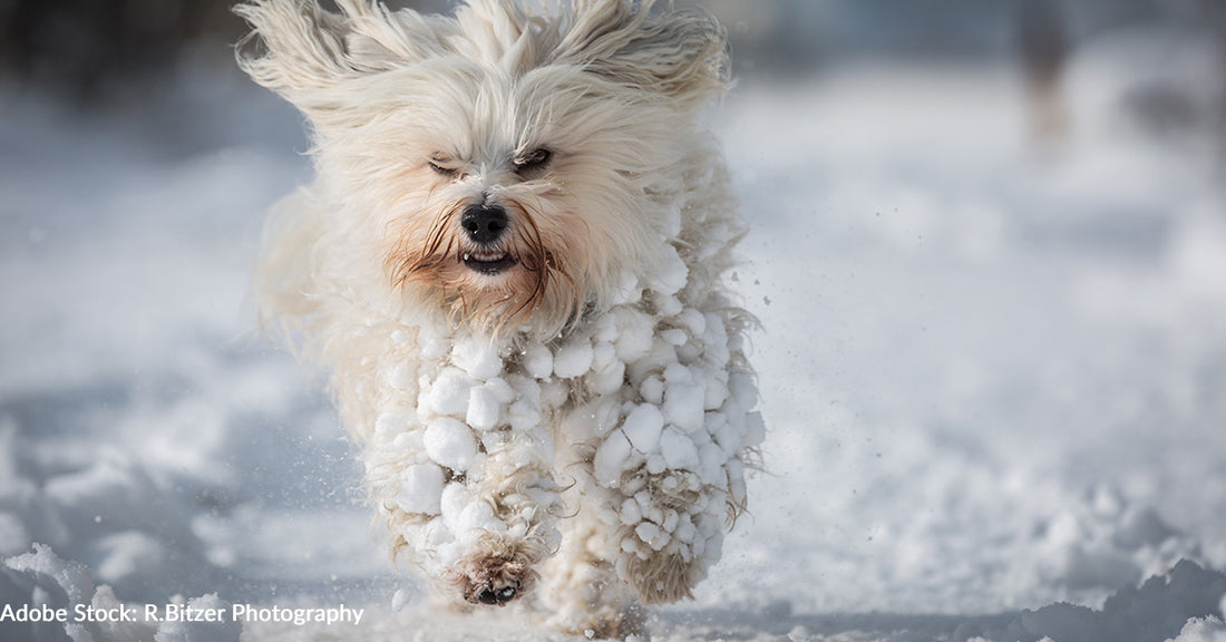 How To Remove Snowballs From Dog's Fur And Prevent Them From Occurring