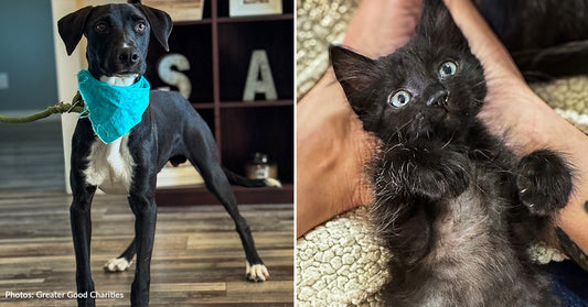 Help Over 40 Shelter Pets Leave Fear Behind with One-Way Ticket to Freedom