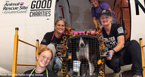 From Fright Night to Freedom: 70+ Shelter Pets Land in Wisconsin