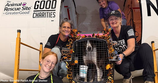 From Fright Night to Freedom: 70+ Shelter Pets Land in Wisconsin