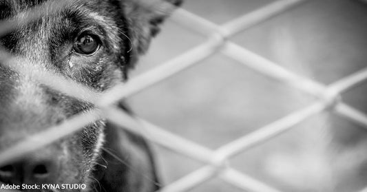black and white photo of dog in kennel