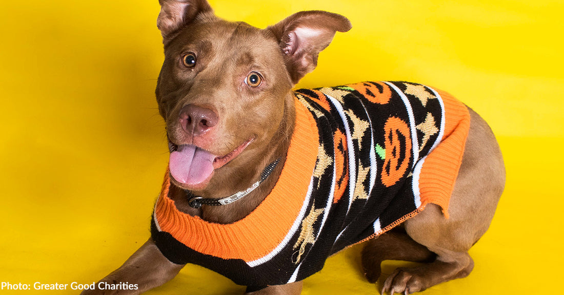 Meet Shelter Animal Passengers on Howl-O-Ween Flight to Freedom