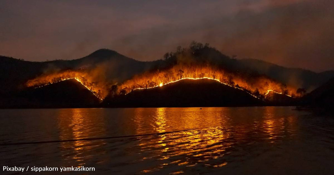 How Wildfires Impact Wildlife