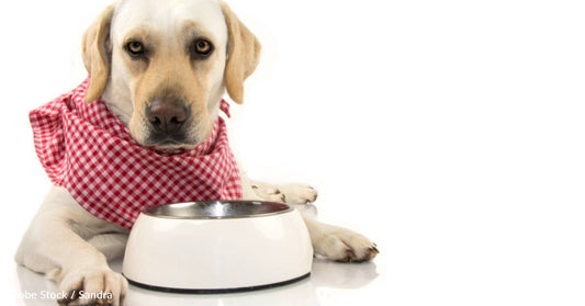 On This National Cook for Your Pets Day, Which Human Foods Can Cats and Dogs Eat?