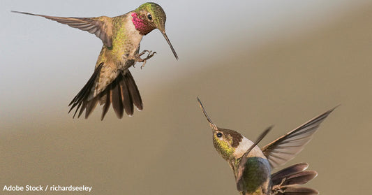 Tipping Point: 70 Bird Species, Including Rufous Hummingbird, at Risk of Losing 50% of Their Population