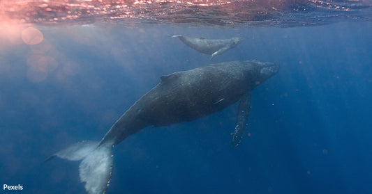 Historic Humpback Whale Birth Captured on Camera in Hawaii for First Time