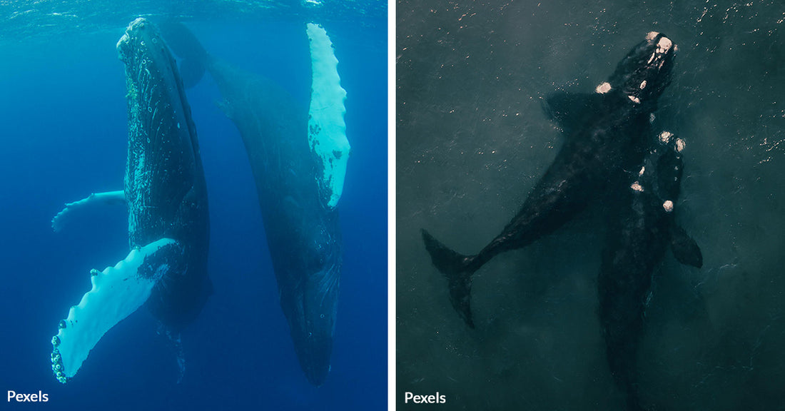 Mating Mystery Turns Into Survival Saga for Endangered Humpbacks