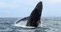Humpback whale breaching vertically from the ocean, water splashing around its body.
