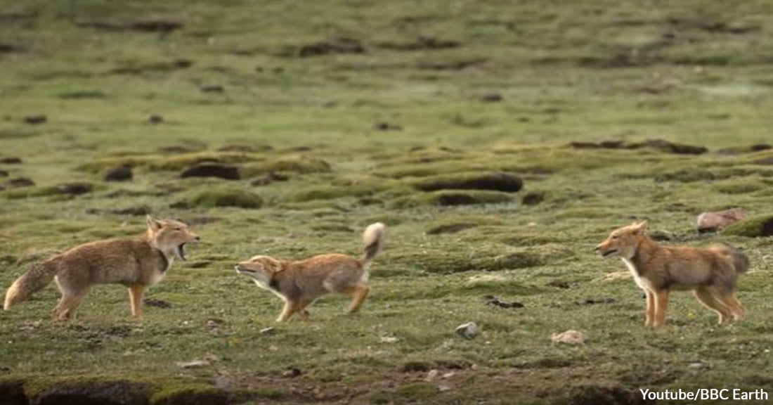 Watch a Mama Fox Hunt for Food to Feed Two Extra-Hungry Kits