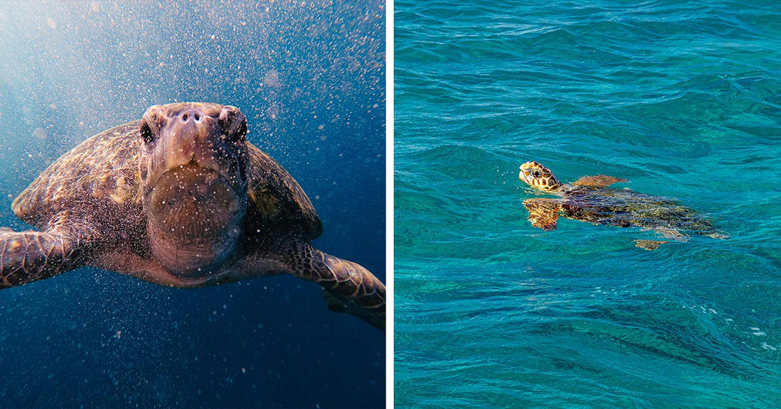 Split image showing a loggerhead sea turtle swimming underwater on the left and surfacing in clear blue water on the right.