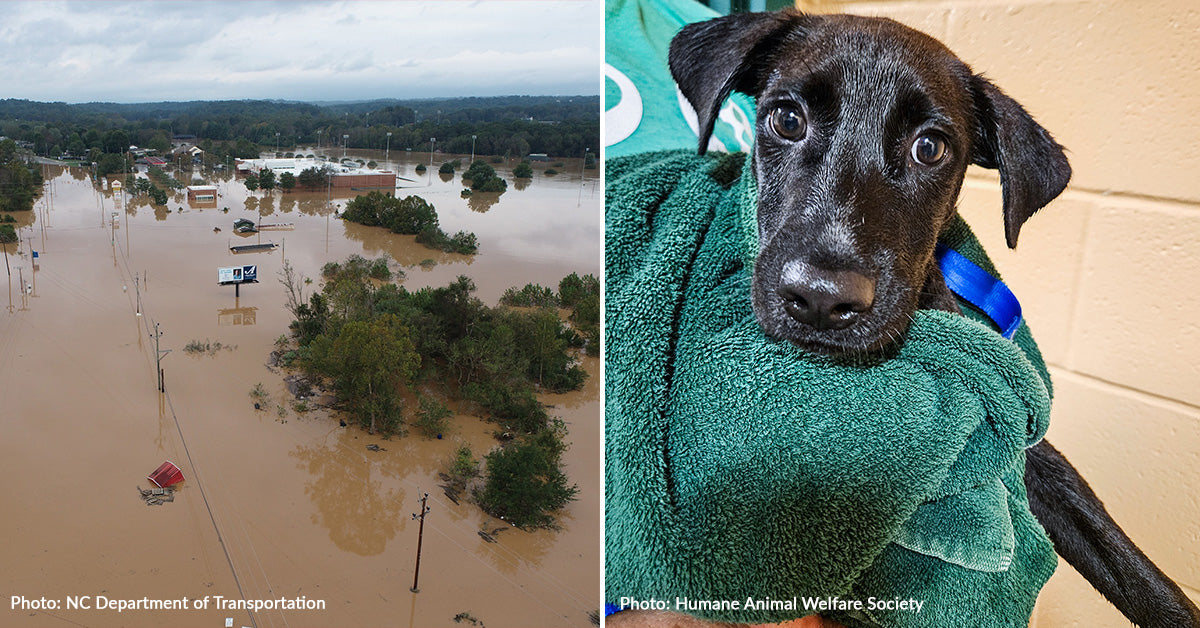 Helene Rescued Help Fly Shelter Pets to Freedom After Hurricane Helene | The Animal ...