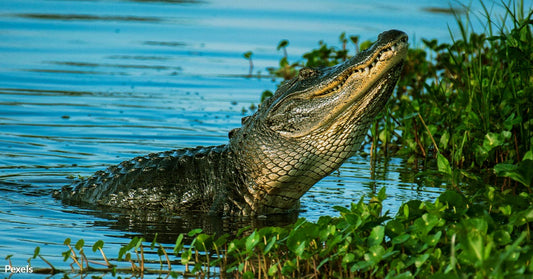 Animals Forced into Human Areas as Helene Ravages Southeastern Ecosystems