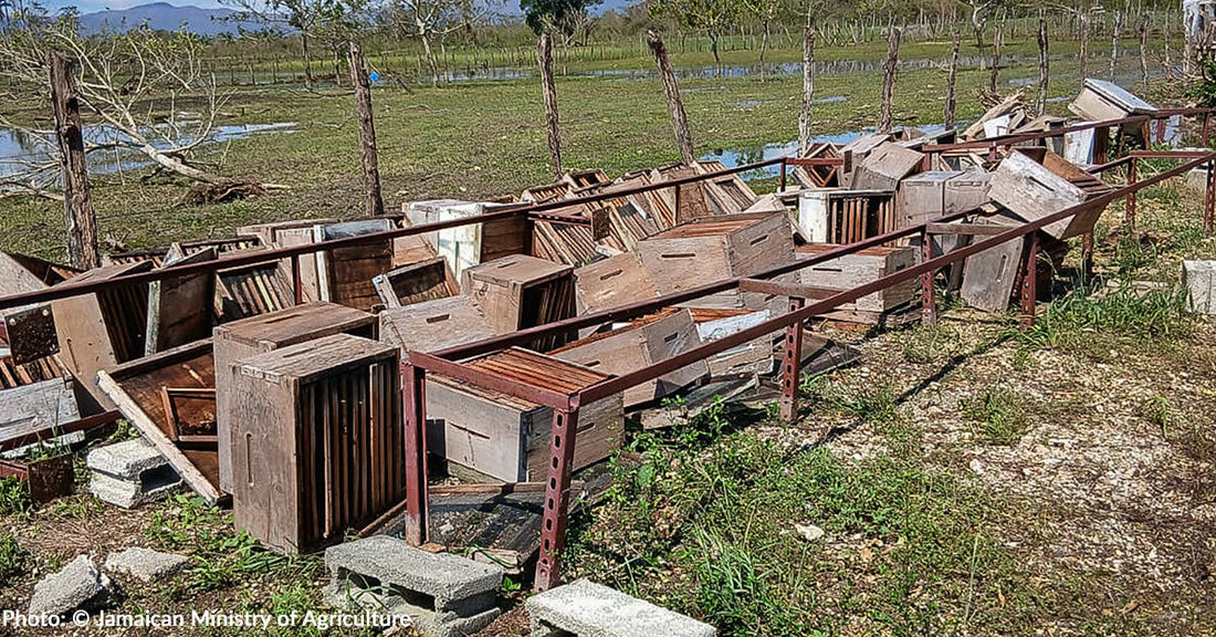 Tens of Thousands of Bee Colonies Destroyed or Damaged by Hurricane Melissa