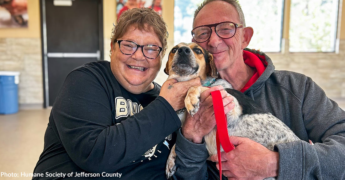 Shelter Pets Evacuated From Hurricane Disaster Areas Find Loving Homes