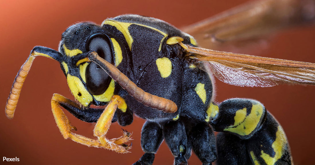 Hurricane Helene’s Aftermath Unleashes Swarming Stingers On Vulnerable North Carolinians