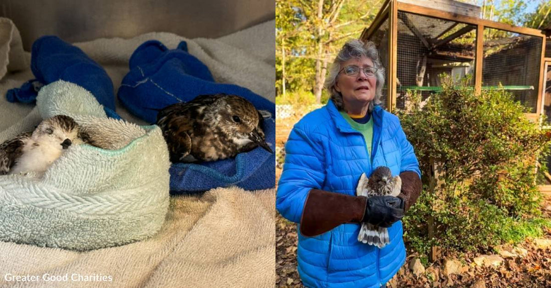 You've Helped Support Sanctuaries Inundated with Hurricane-Injured Birds