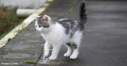 Kitten Rescued Just Before Hurricane Hits