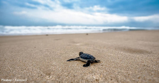 Sea Turtle Nesting Season and Hurricane Season Overlap: How This Can Impact Hatchling Success