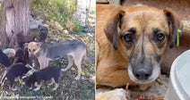 pack of dogs outside by tree and brown dog with sad eyes