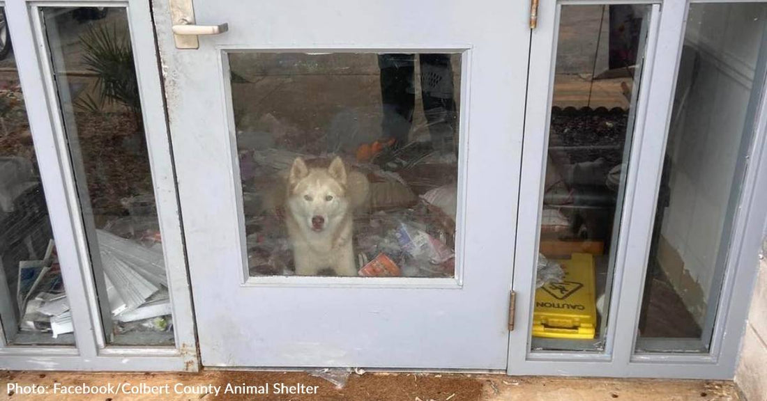 Husky Escapes From Kennel And Leaves A Path Of Destruction In Alabama Shelter