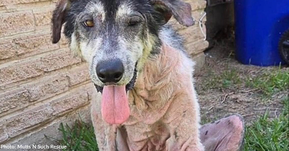 large dog missing fur on body with tongue out