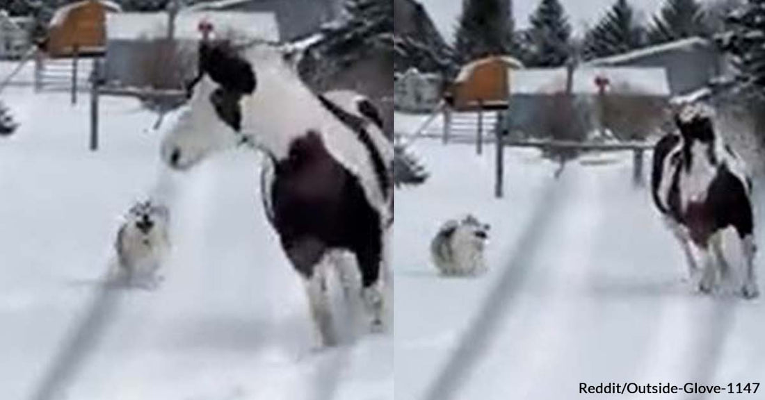 A Husky and a Horse Couldn’t Stop Doing Zoomies in the Snow