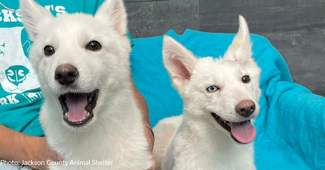 Malnourished Husky Puppies Thrown Over Fence At Michigan Shelter Adopted Together