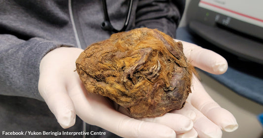 A “Bunched-Up Fur Ball” Found By A Miner In Canada Is Actually A 30,000-Year-Old Squirrel