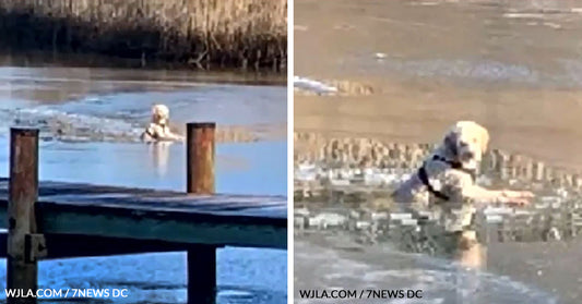 Lost Dog Falls Through An Icy Creek And Gets Rescued Just In The Nick Of Time