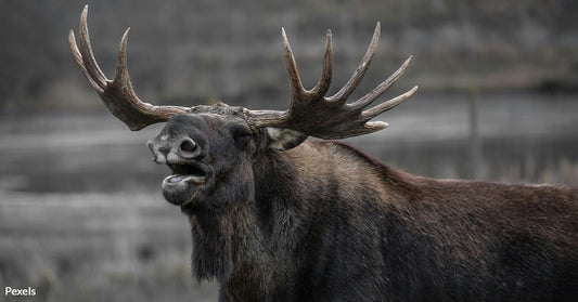 Poaching Ring Exposed as Helicopters Terrorize Idaho's Wildlife