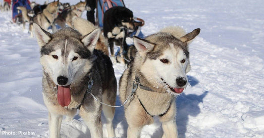 Three Iditarod Mushers Punished For Sheltering Dogs Inside During A Massive Blizzard